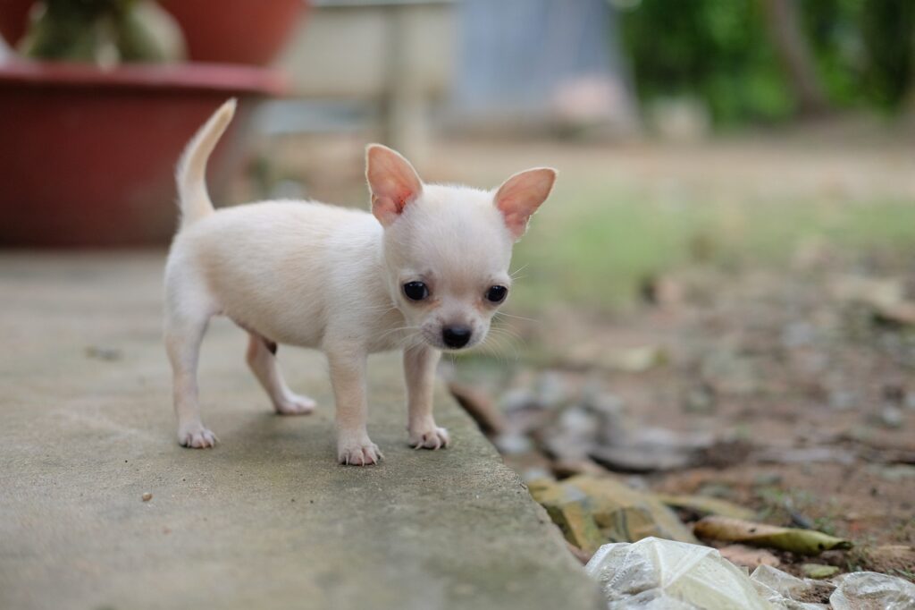 chihuahua-puppy-dog-6654269-1024x682