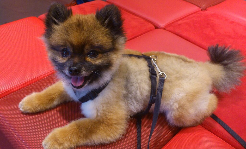 dog-dwarf-spitz-pomeranian-167090-1024x622