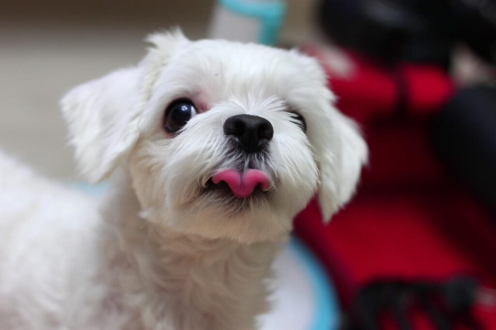 dog-puppy-animal-4586318-1024x682