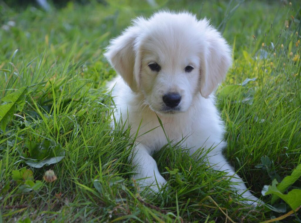 puppy-golden-retriever-dog-2645966-1024x758