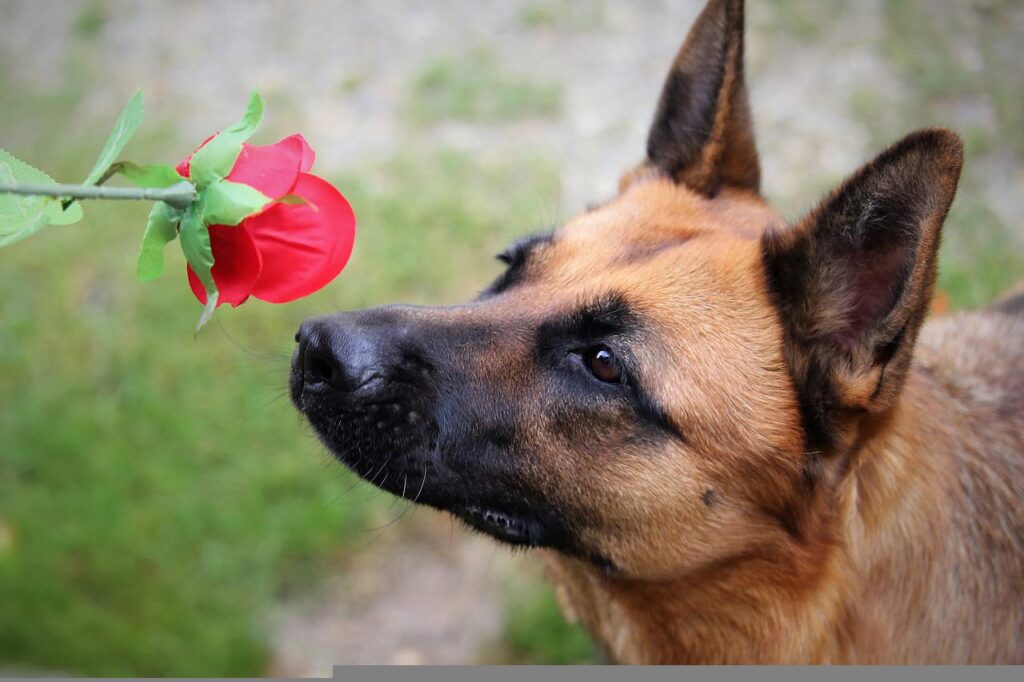 red-rose-dog-german-shepherd-5584213-1024x682