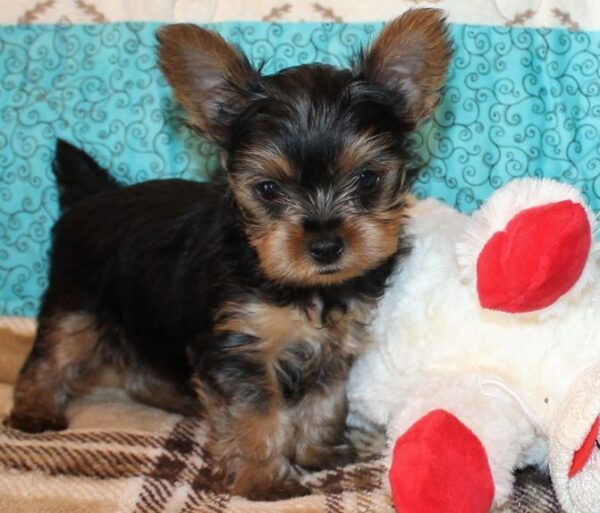 Theodore