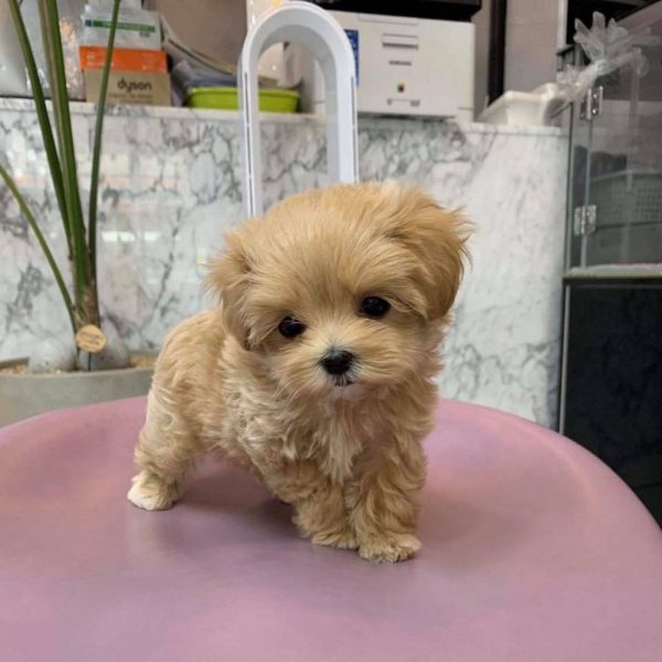 Poodle
